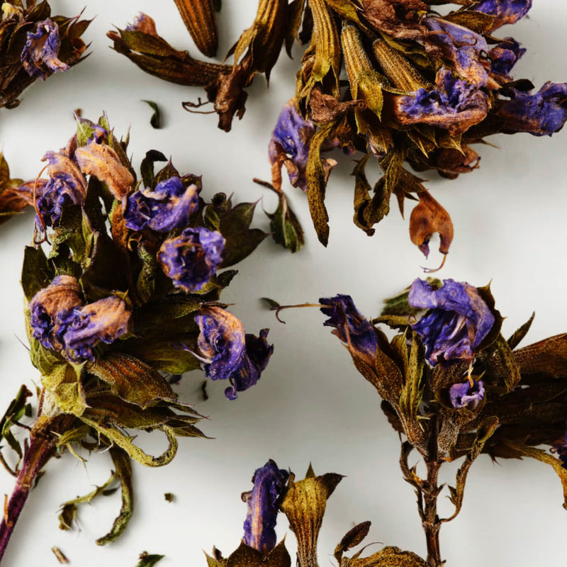 Moldavian Dragonhead