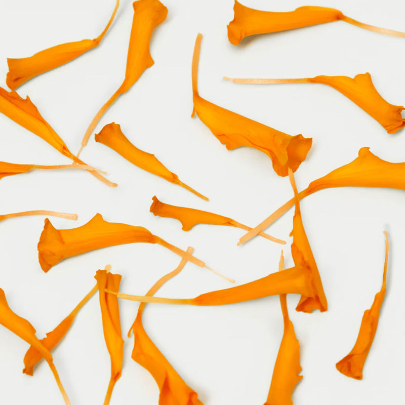 Marigold Extract